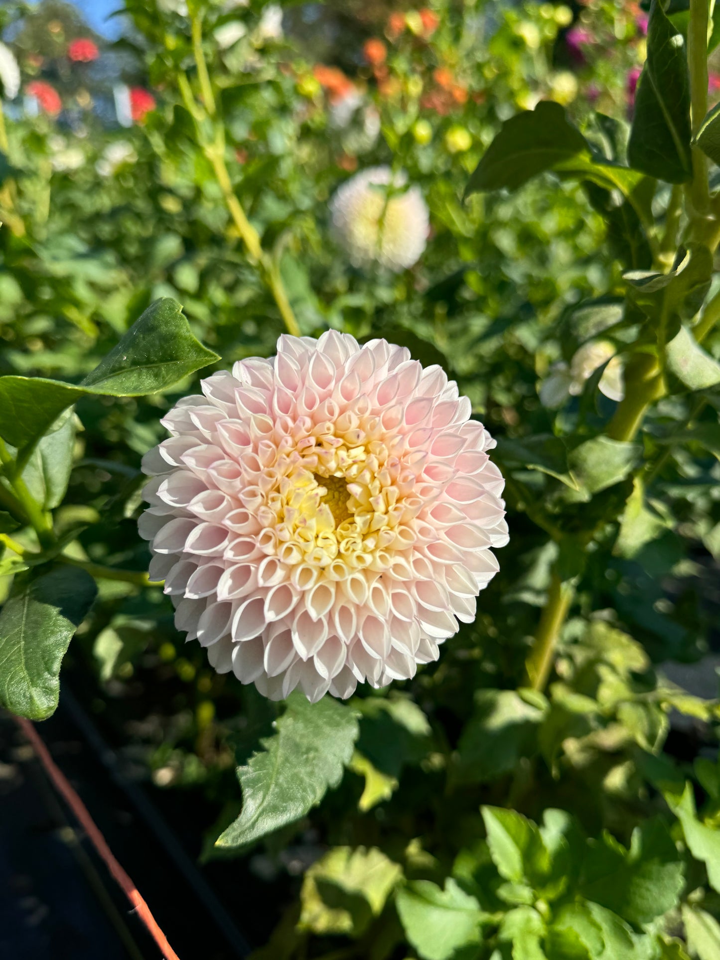 Pink Pearl