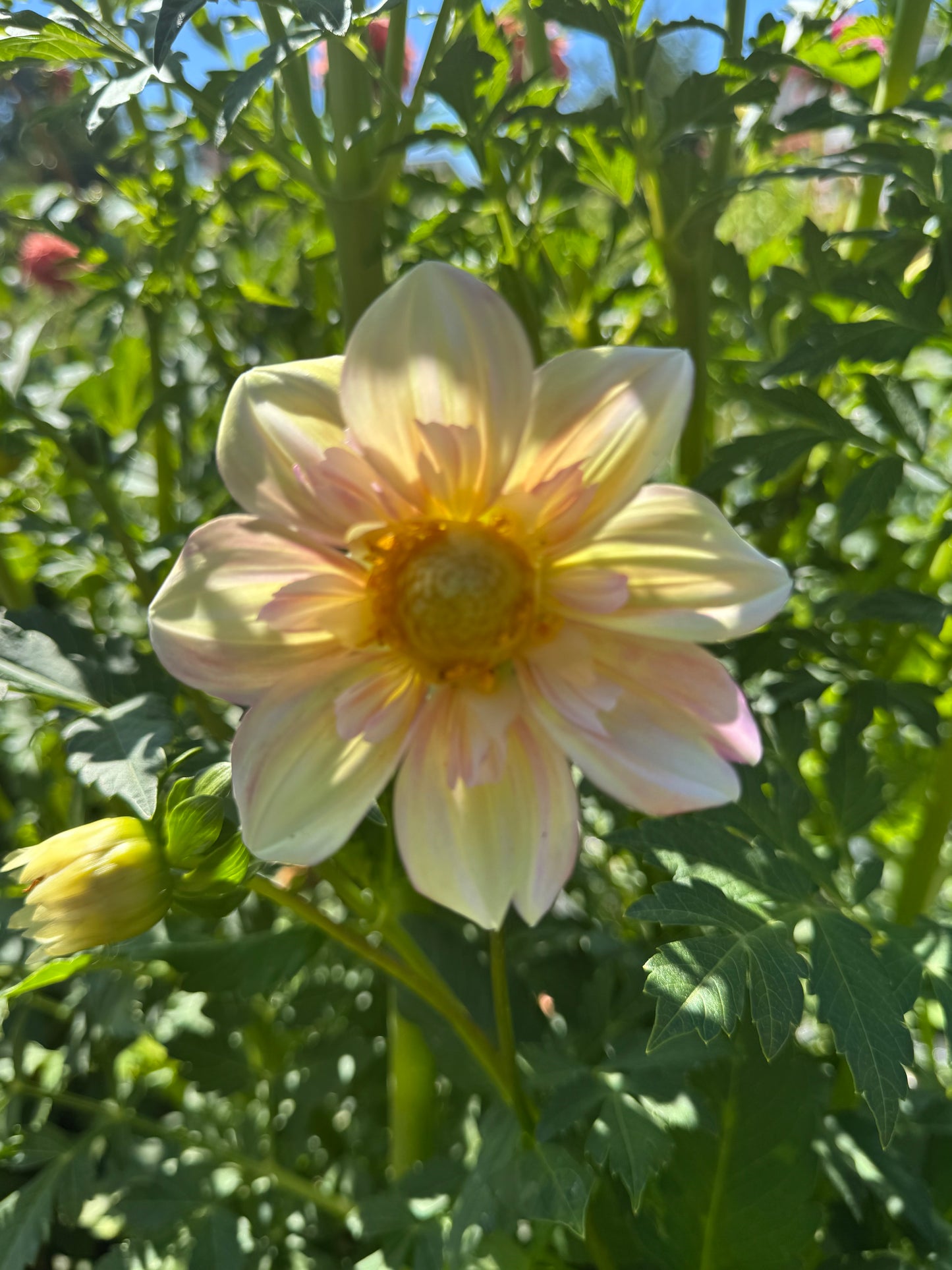 Appleblossom