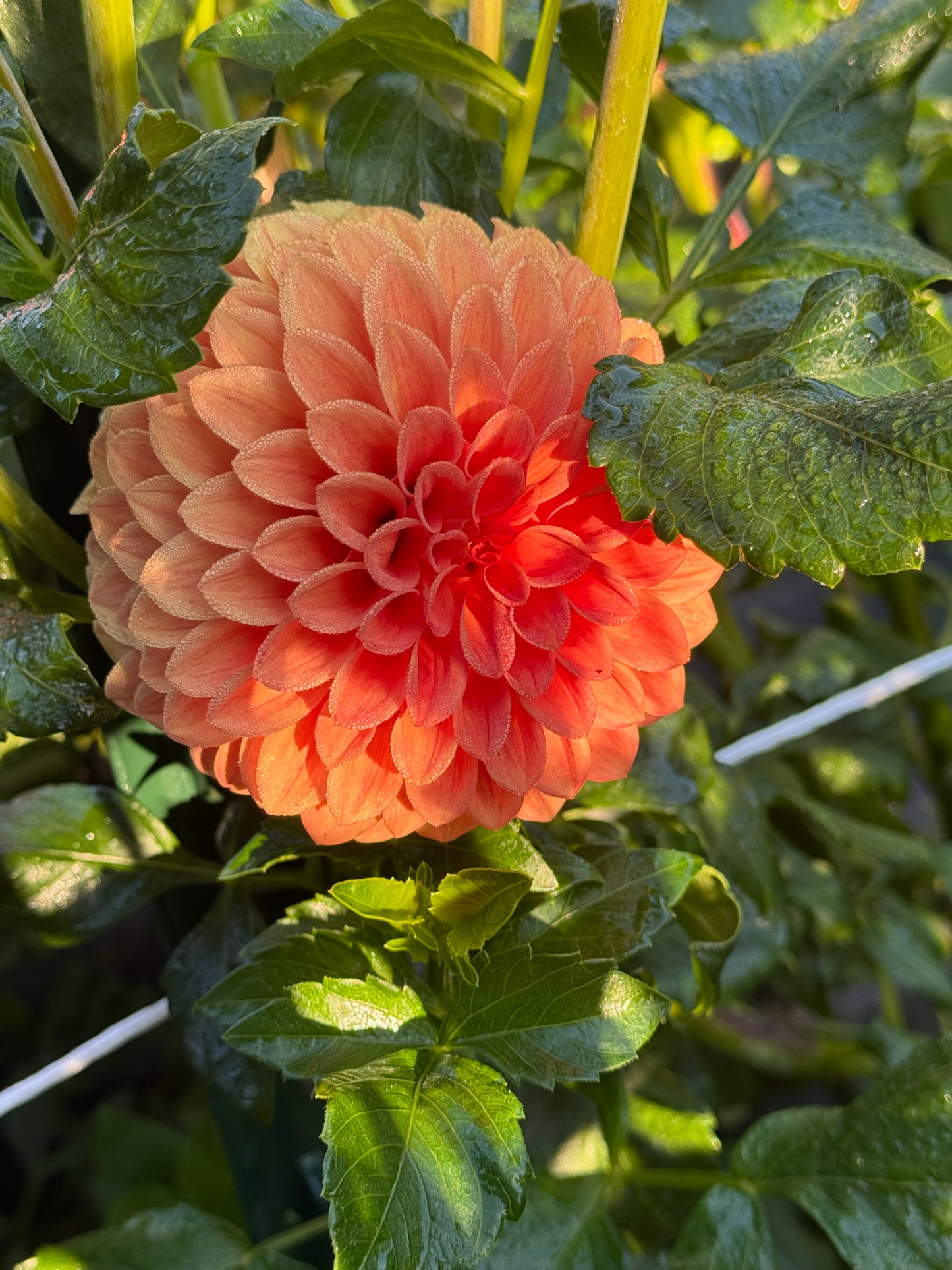 Caleb's Orange Crush