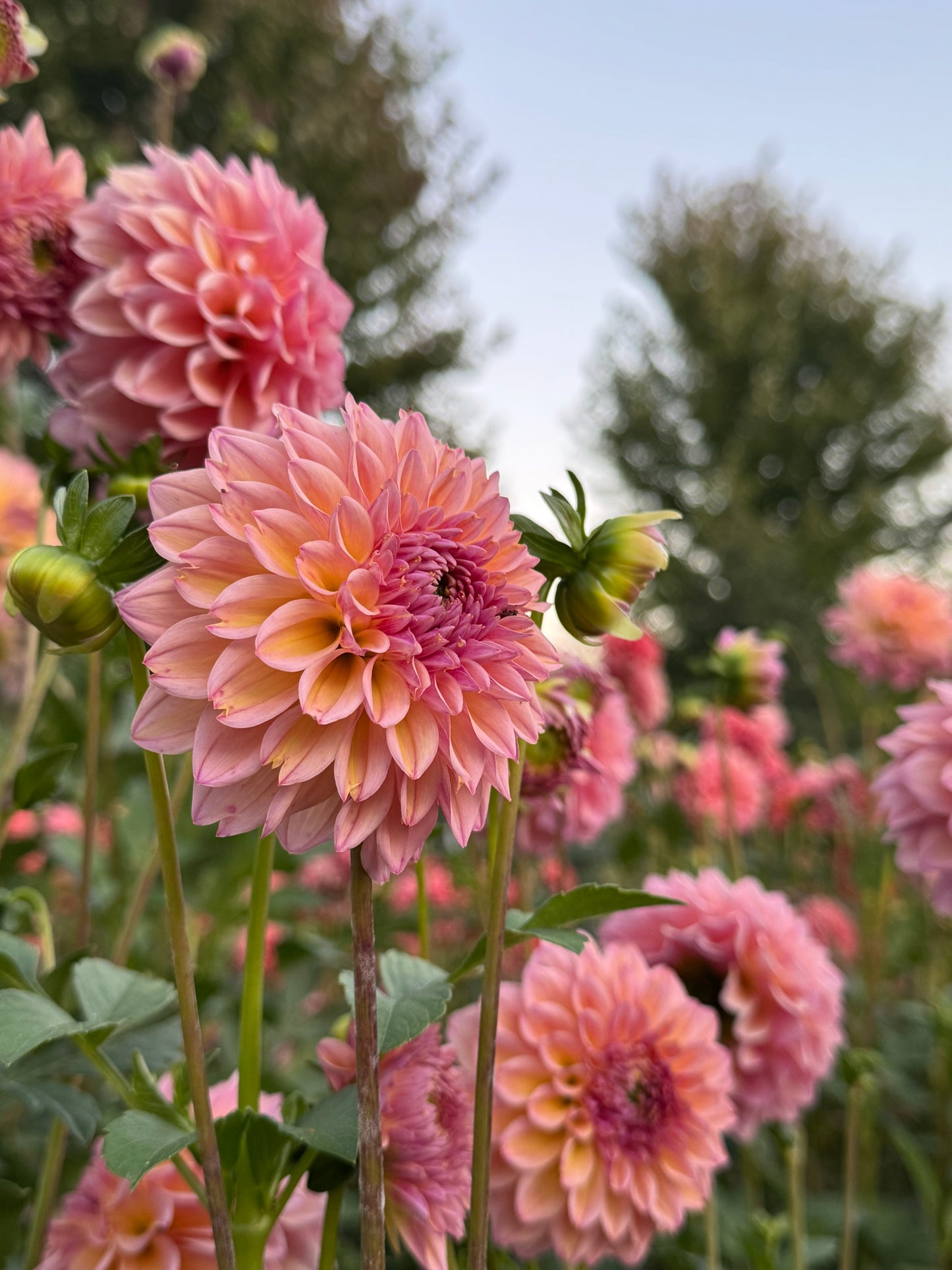 Lee's Punch Drunk Love