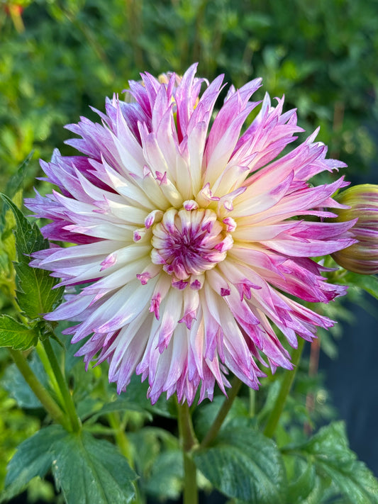 Pinelands Princess