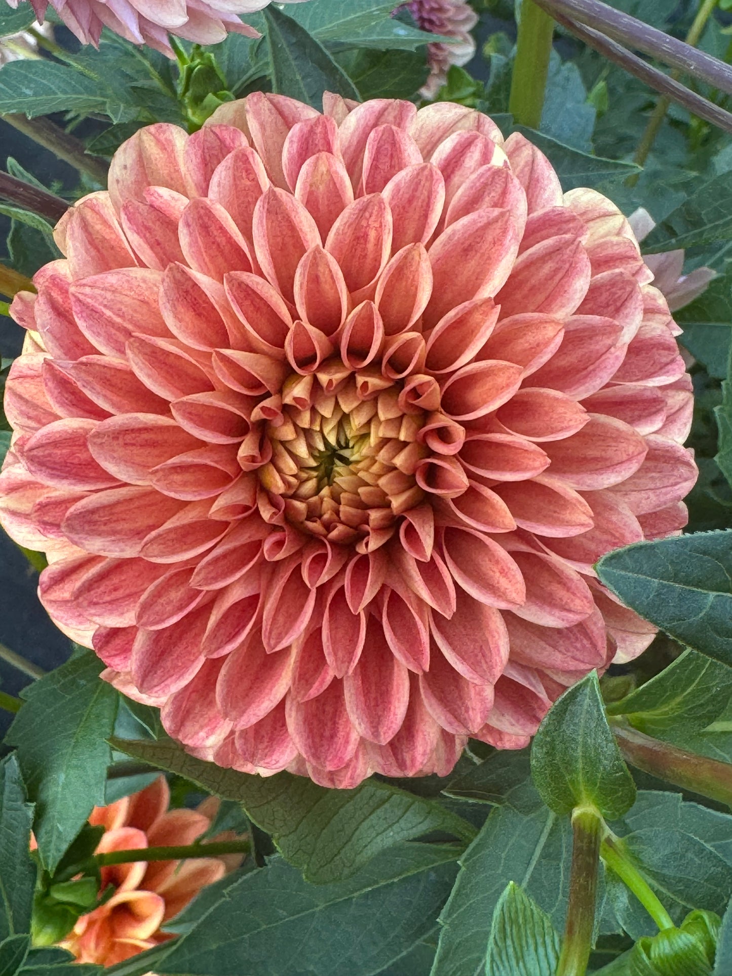 Caleb's Orange Crush