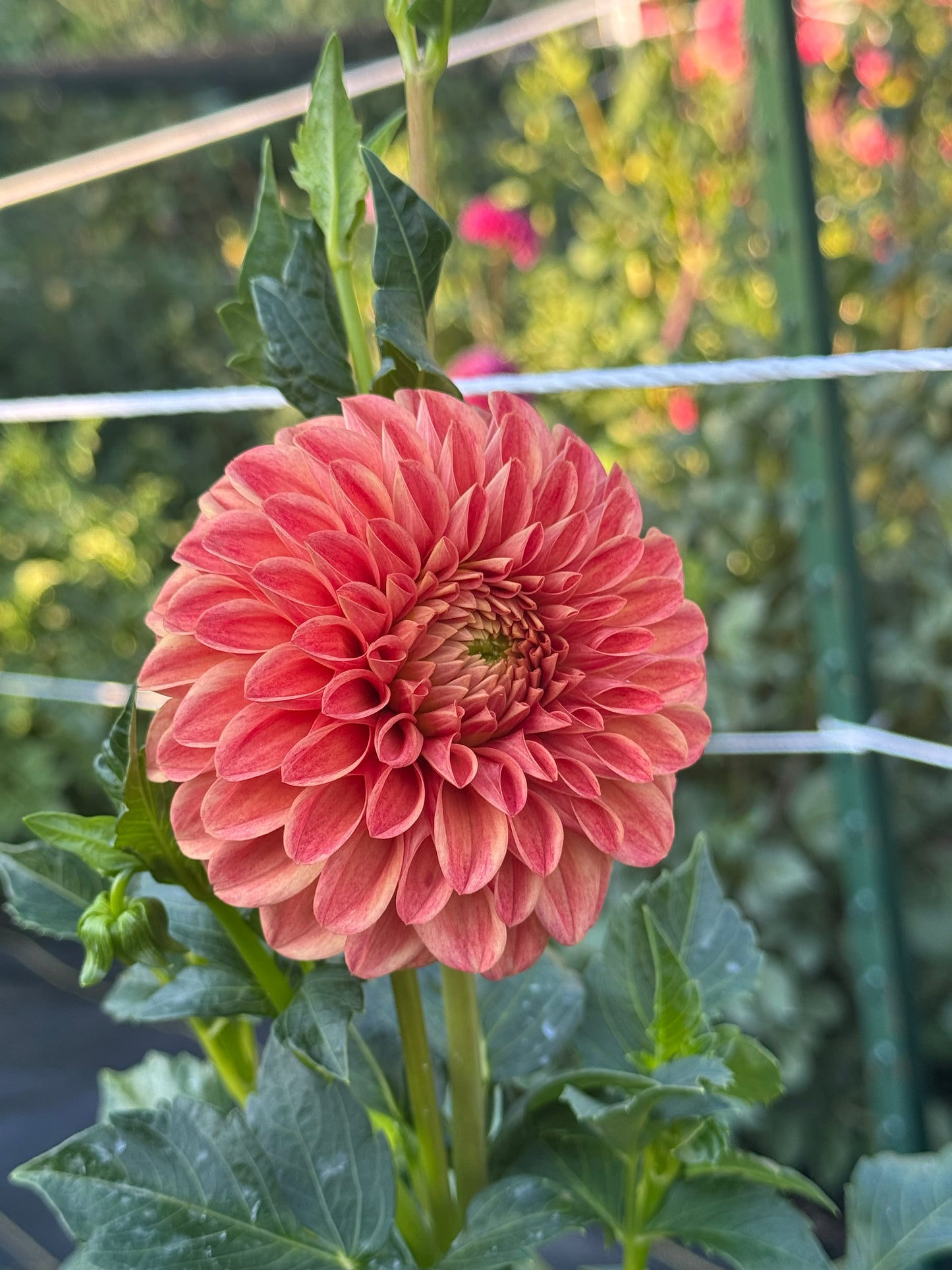 Caleb's Orange Crush