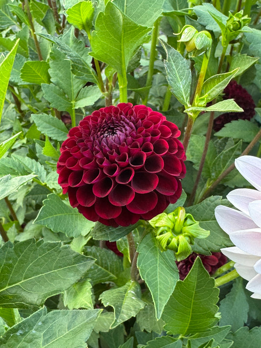 Holly Hill Black Cherry