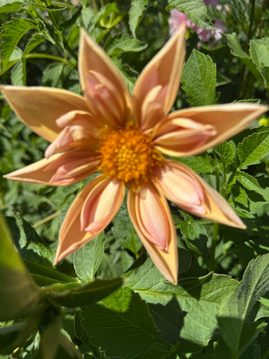 Saturn (Venus Sport)