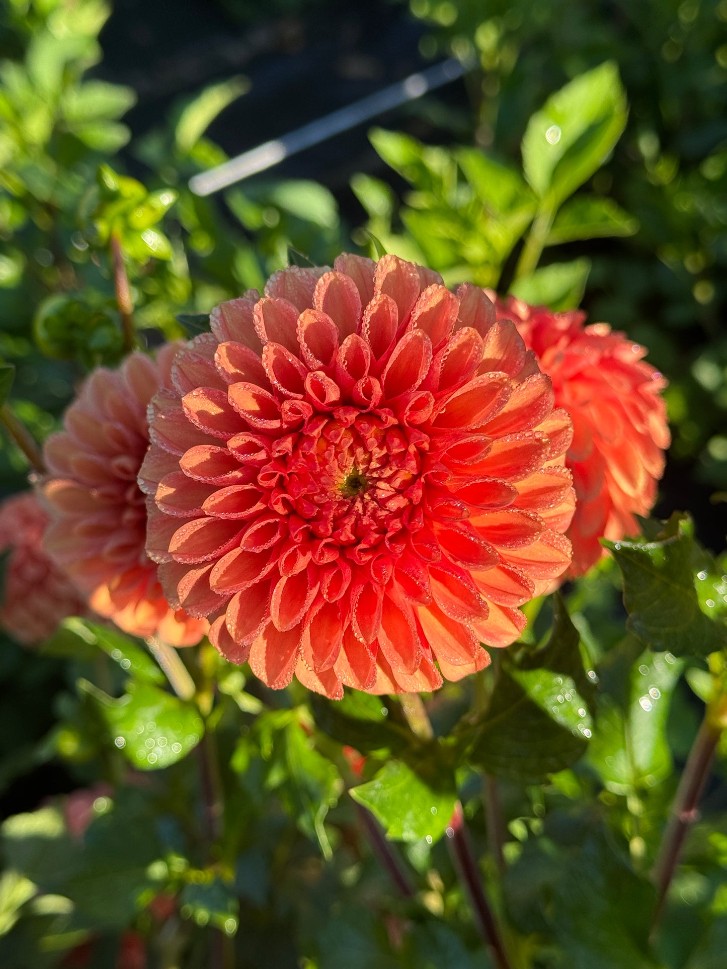 Caleb's Orange Crush