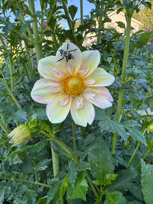 Appleblossom