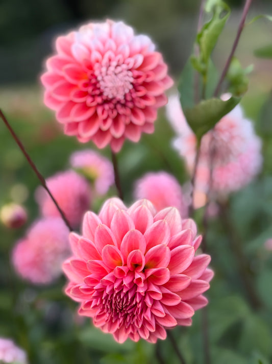 Lee's Pineberry Trifle