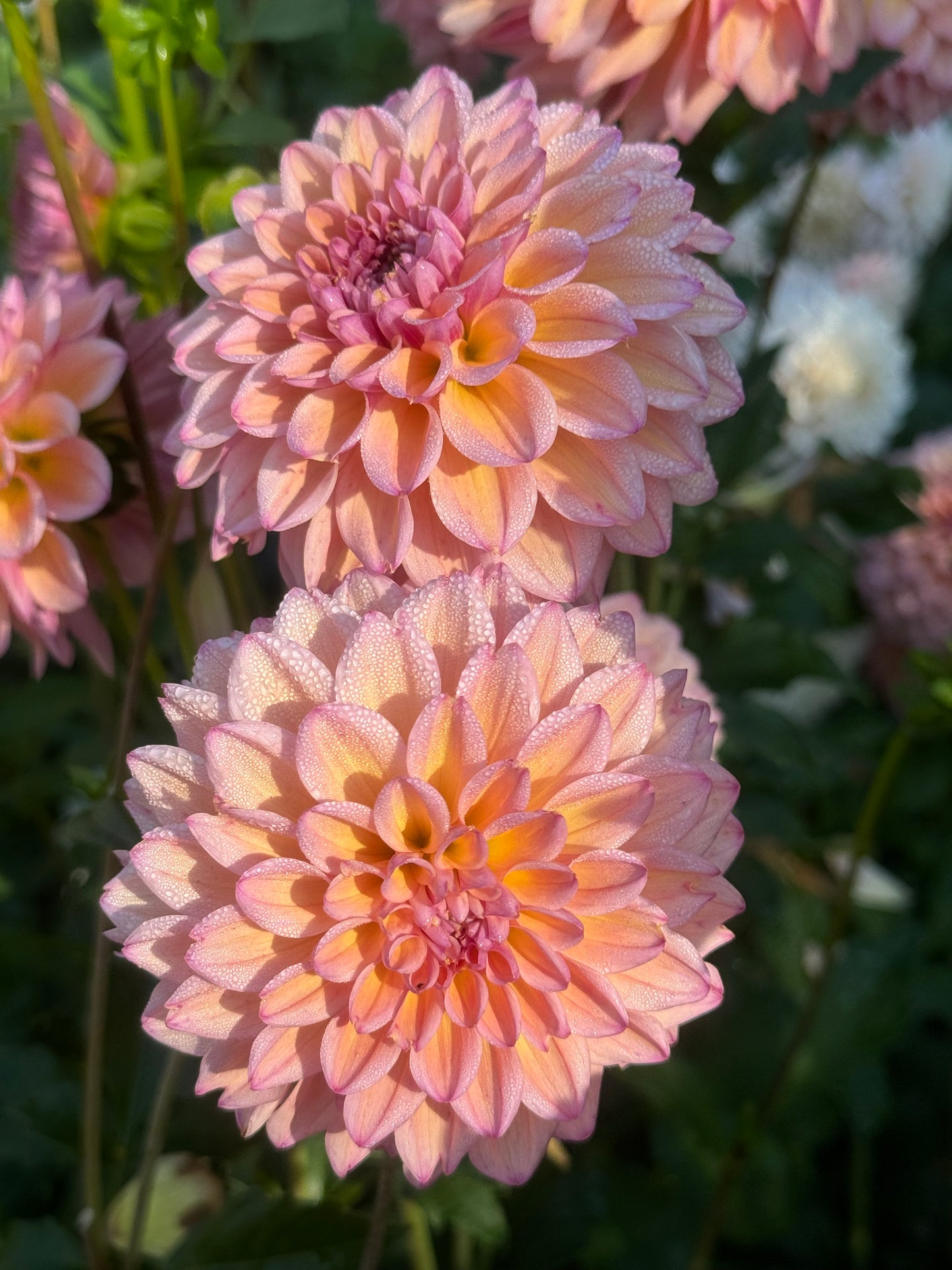 Lee's Punch Drunk Love