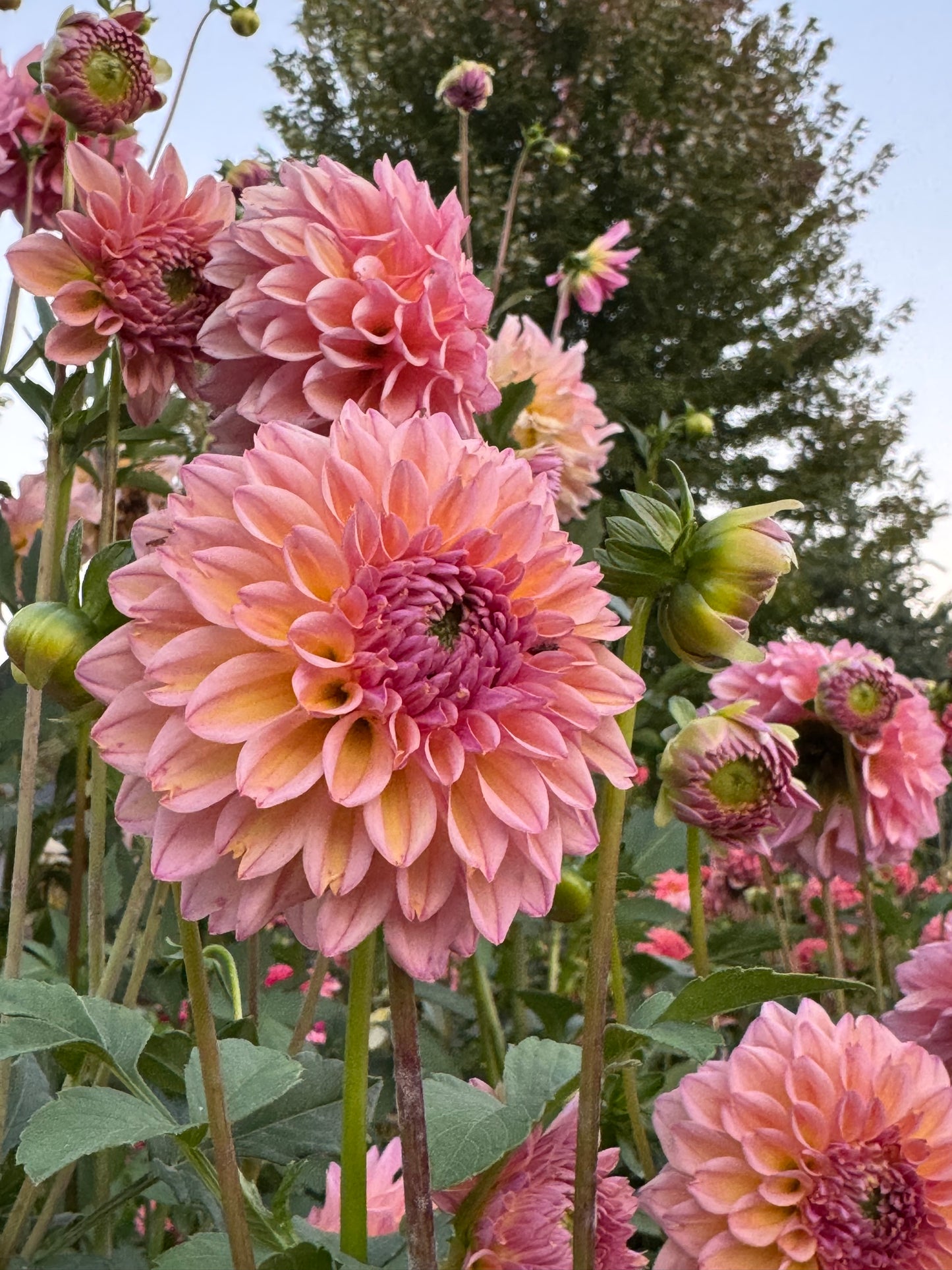 Lee's Punch Drunk Love