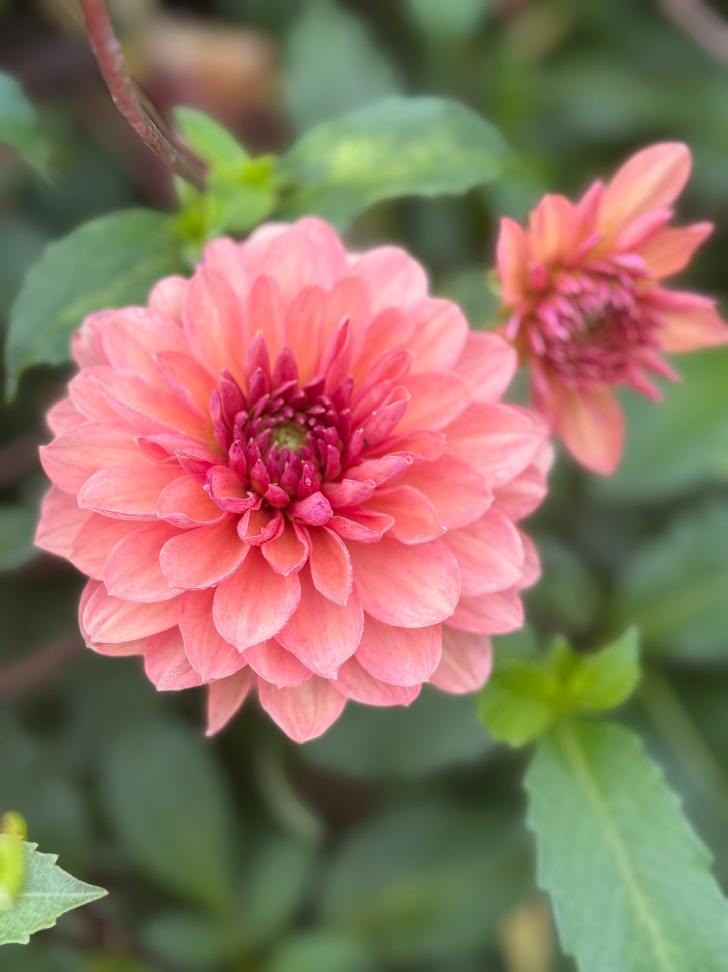 Chateau De La Bourdaisiere