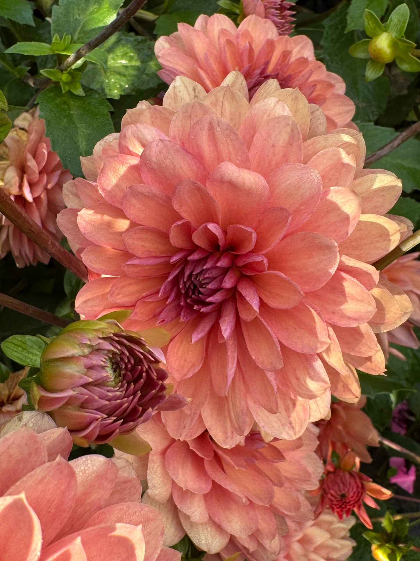 Chateau De La Bourdaisiere