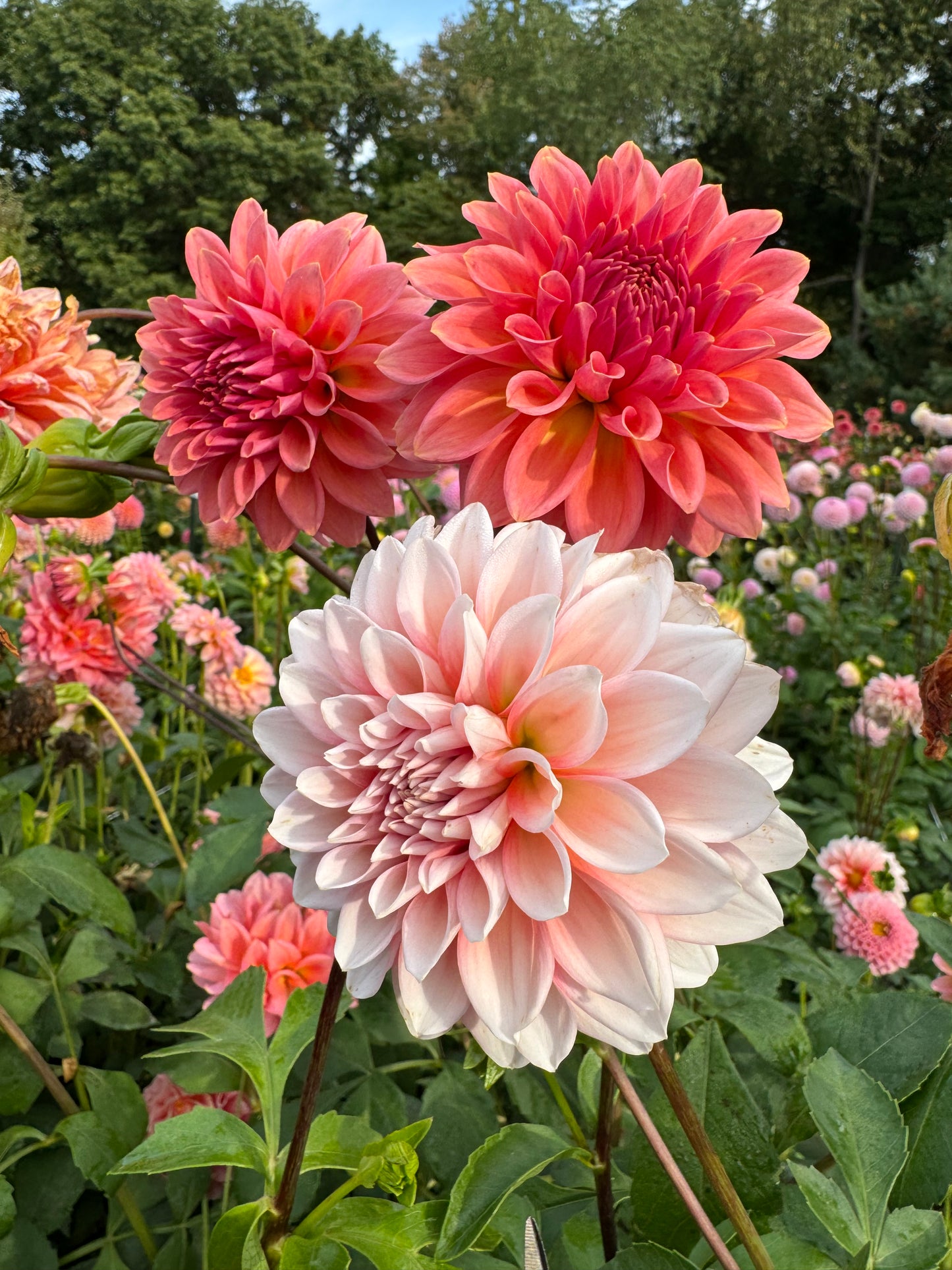 Lee's Pineberry Trifle