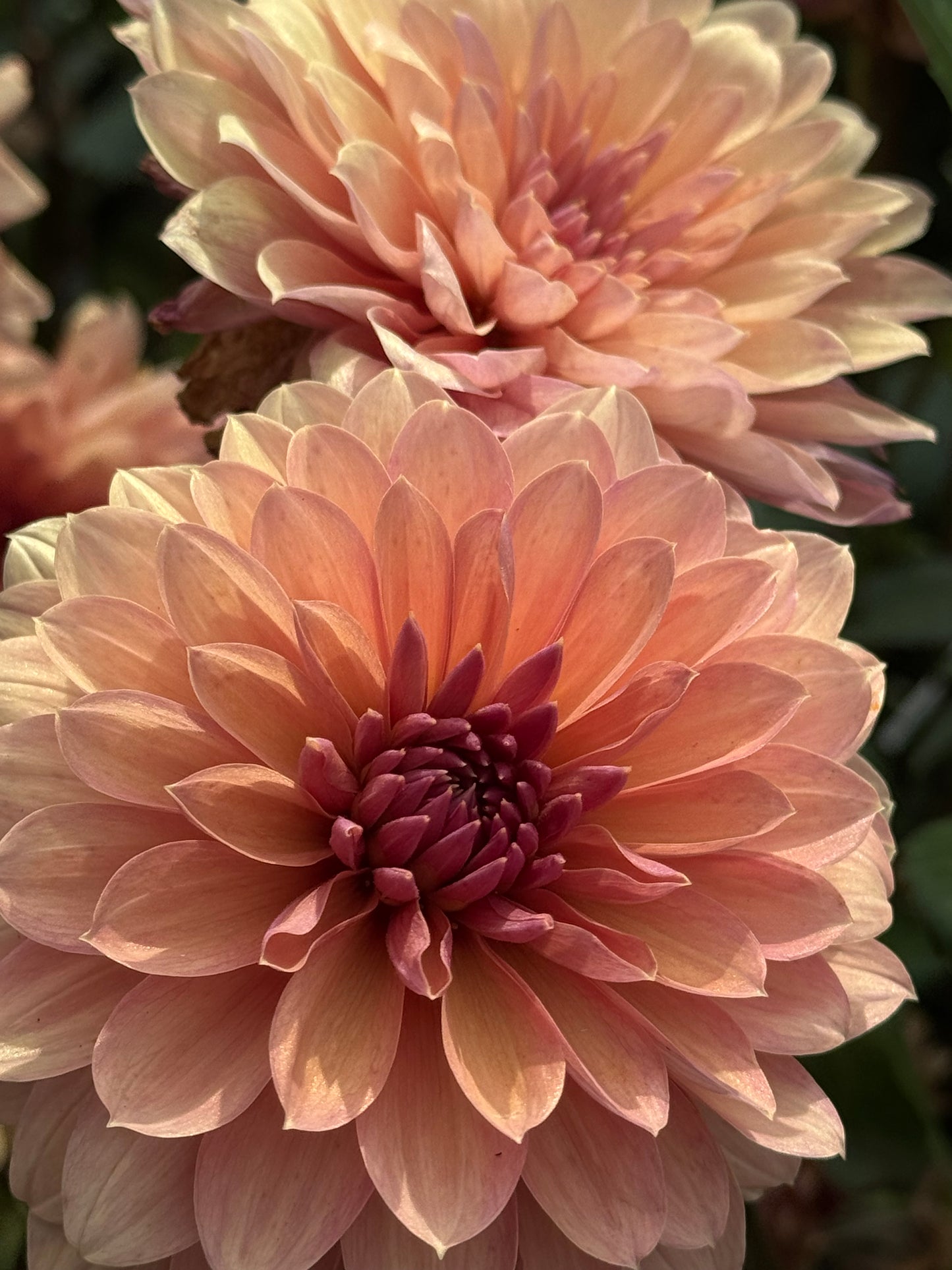 Chateau De La Bourdaisiere